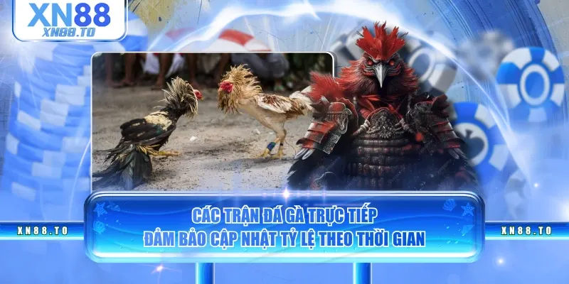 Các trận đá gà trực tiếp đảm bảo cập nhật tỷ lệ theo thời gian