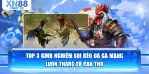 TOP 3 Kinh Nghiệm Soi Kèo Đá Gà Mạng Luôn Thắng Từ Cao Thủ
