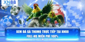 Xem Đá Gà Thomo Trực Tiếp Tại XN88 Full-HD Miễn Phí 100%